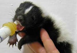 baby skunk discreetly visits manhattan