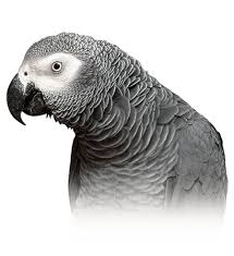 African Grey Parrot Personality Food Care Pet Birds By