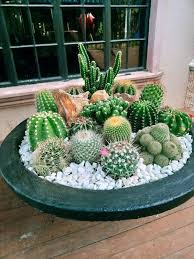 My First Cacti Dish Em 2023 Jardim