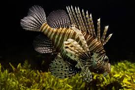 Sea Life Tile Lionfish Marine Life