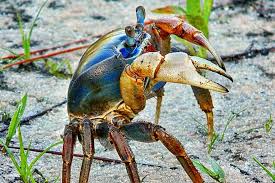Crab Vs Lobster Difference And Comparison Diffen