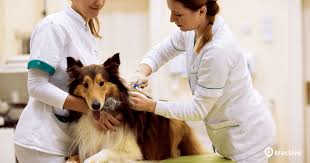 Kastration ist der tierärztliche fachbegriff für einen eingriff, bei dem beim hund die keimdrüsen entfernt werden (beim rüden die hoden, bei der hündin die eierstöcke, eileiter, gebärmutter und muttermund). Kastrationschip Fur Den Hund Das Musst Du Wissen Tractive