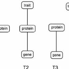 Students explore traits and proteins in the sim and test the effect of changing protein molecules. Pdf Teaching Genetics In Secondary Classrooms A Linguistic Analysis Of Teachers Talk About Proteins