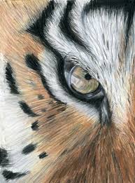 Original Colored Pencil Tiger Eye