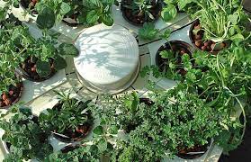 How To Start Your Own Hydroponic Garden