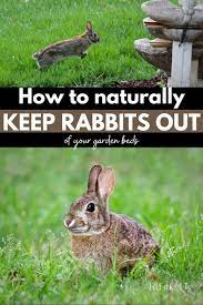 how to naturally repel rabbits from