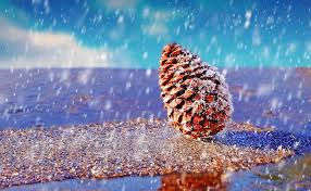 snow pine cones rain water drops