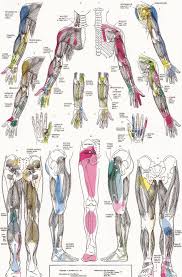 Pin By Igor Ibn Ivanoff On Trigger Points Acupressure