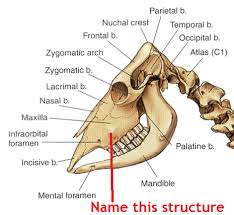 Horse Skull Anatomy Google Search Horse Skull Skull