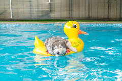 why-do-dogs-like-swimming-but-not-baths