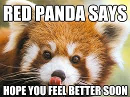 red panda says hope you feel better