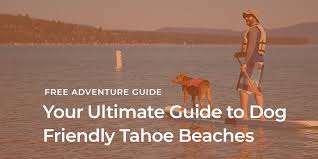 dog friendly tahoe beaches