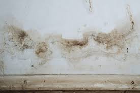 Why Is Dead Mold Still Dangerous To