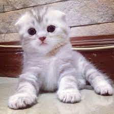 X tau nak buat apa. 40 Koleksi Gambar Gambar Anak Kucing Yang Terlajak Comel Azlan Rumadi Pics Of Cute Cats Kittens Cutest Cute Cats