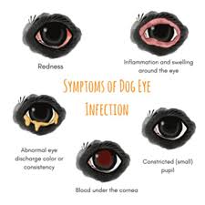 dog eye infection