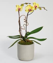 yellow orchid local philadelphia