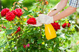 homemade organic rose fertilizer