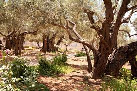 garden of gethsemane church of all