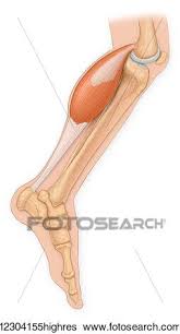 This is single leg tendon stretch by jessica schatz on vimeo, the home for high quality videos and the people who love them. Medical View Of Leg Bones With Achilles Tendon And Gastrocnemius Muscle Stock Photograph 12304155highres Fotosearch