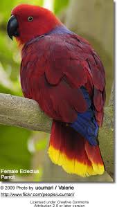 Eclectus Parrots Beauty Of Birds