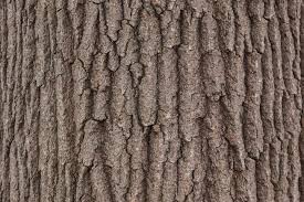 How To Identify A Tree By Its Bark Mnn Mother Nature Network
