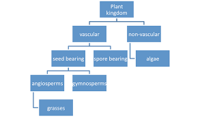 Lesson 4 Plant Classification Mpalalive