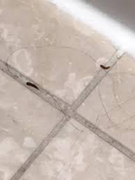 in bathroom are carpet beetle larvae