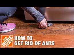 how to get rid of ants the