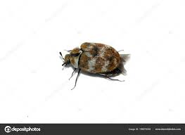 carpet beetle stock photos royalty