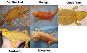 Types Of Bearded Dragons Learn Different Types Colors
