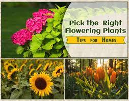 Your Garden Flowering Plants