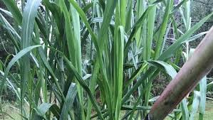 Sugar Cane Grows Fast In Humid Florida