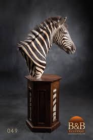 Zebra Taxidermy By B B Taxidermy