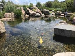 koi fish costs how to feed them how