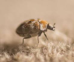 how to get rid of carpet beetles