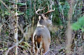 The only way to describe buck is competitive. Whitetail Buck At Falcon Lake Manitoba 11 2 12 Whitetail Bucks Animal Pictures Weather Photos