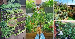 Balcony Vegetable Garden Ideas Of Instagram