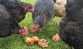 Can chickens eat pears and pear seeds?