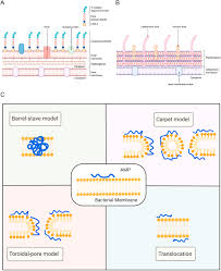 unlocking the bacterial membrane as a