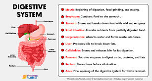 parts of digestive system and its functions