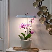 auraglow led indoor hydroponic plant