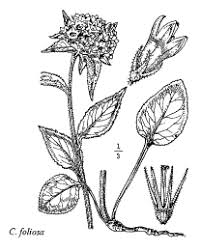 Sp. Campanula foliosa - florae.it