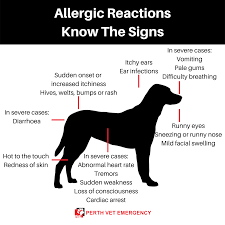 allergic reaction in dogs our