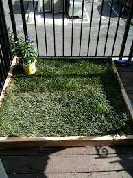 Patio Ideas For Dogs Dog Potty Patch
