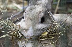 how to hay for rabbits rabbitology