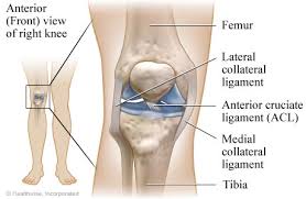 ligament injuries of the knee should
