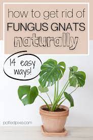 Get Rid Of Gnats In Plants Naturally