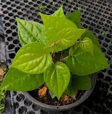 betel leaf plant lazada singapore