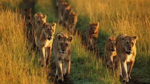 1250095 hd lions pride lion family