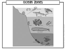 ocean zones diagram made by teachers